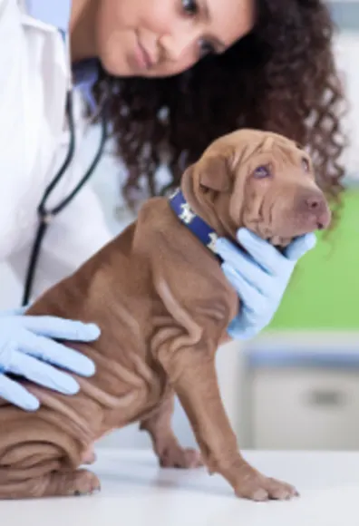 Veterinarian Examining a Brown Dog